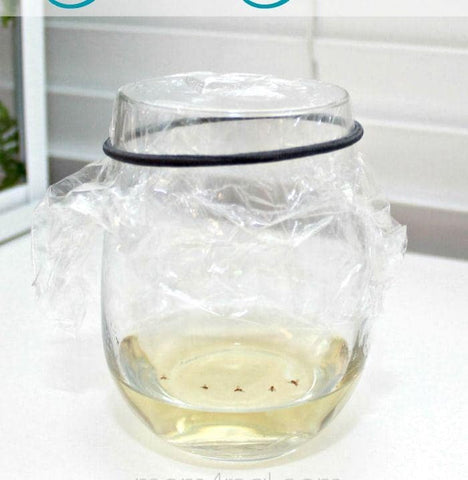 Apple Cider Vinegar and Dish Soap Trap